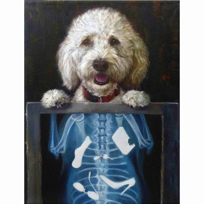 X-Ray Dog Canvas Wall Art, 12×16
